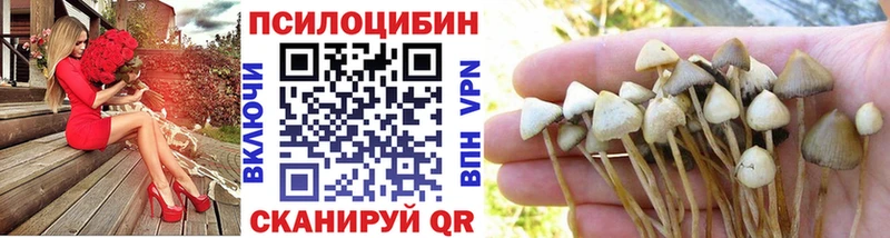 omg   Грязовец  Псилоцибиновые грибы Psilocybine cubensis 